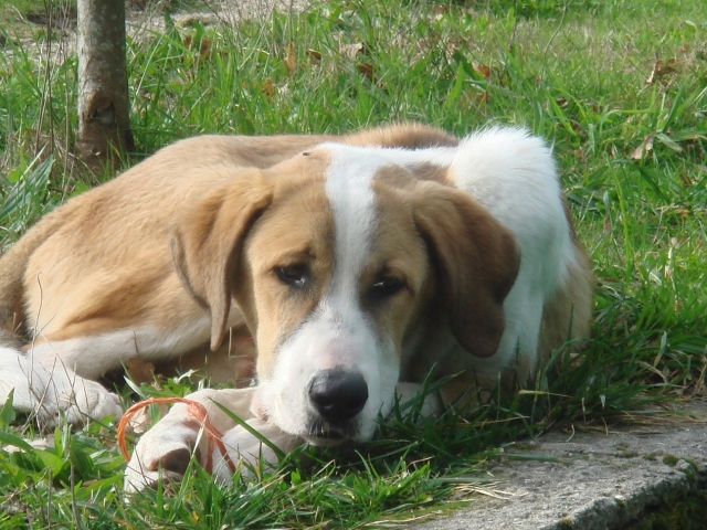 Perrito en el campamento